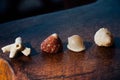 Set seashells and coral lie on dark wooden table. Collection seashells and coral Royalty Free Stock Photo