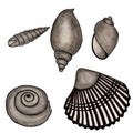 Set of seashells illustration on white background isolate