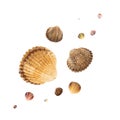 Set of Seashells Isolated on White Background Royalty Free Stock Photo