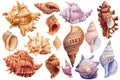 Set of Seashells on isolated white background, watercolor illustration, shells clipart.