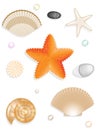 Set of seashells, seastar, stones