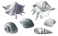 Set of Seashells. Vector hand drawn illustration