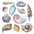 Set of seashells. Watercolor drawing Royalty Free Stock Photo