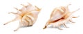 Set of seashells on white background