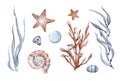 Set with seaweed, shells, pebbles and starfish. Watercolor illustration hand drawn on a white background.