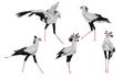 Set of secretary birds Sagittarius serpentarius in different poses