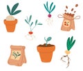 Set of Seedlings. Seeds, fertilizers, seedlings, pot with sprouts, root crops. Growing plants in containers. Gardening, spring