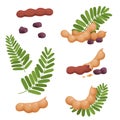 A set of seeds of fruits and leaves of tamarind. Illustration of a fresh, ripe tamarind