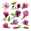 Set of separate elements from magnolia flowers. Watercolor. Hand drawn illustration. Design elements on a white background Royalty Free Stock Photo