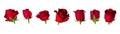 Set of seven beautiful red rose flowerheads with sepals isolated on white background. Royalty Free Stock Photo