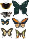 Set of seven different butterflies Royalty Free Stock Photo