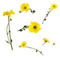 Set of several bright yellow chrysanthemums isolated on white background.
