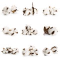 Set of several flowers of cotton isolated on a white background