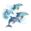 Set of several jumping bottlenose dolphins on white isolated background Royalty Free Stock Photo