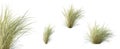 Set of sewan grass plant with selective focus closeup, isolated on white background. 3D render. Royalty Free Stock Photo