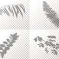 Set of Shadow Overlay Plant Vector Mockup. The Shadows overlay effects Of Tropical Leaf in a minimalist style Royalty Free Stock Photo