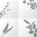 Set of Shadow Overlay Plant Vector Mockup. The transparent Shadows overlay effects Of Leaf in a modern minimalist style