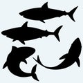 Set shark Royalty Free Stock Photo