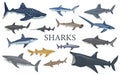 Set shark isolated on white background in flat. Different kind of sharks Royalty Free Stock Photo