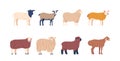 Set Of Sheep Breed With Different Wool And Fur Colors, Domestic Farm Animals Bred For Wool And Meat, Husbandry