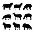 Set of sheep graze in pasture. Picture silhouette. Farm pets. Domestic animals wool. Isolated on white background Royalty Free Stock Photo