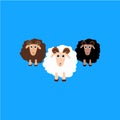 set of sheep vector, Eid Ul Adha Mubarak Sheep Vector Collection Royalty Free Stock Photo
