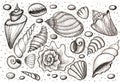 Set shells. Hand drawing pencil. Sketch. Royalty Free Stock Photo