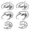 Set of shrimps icons isolated on white background. Seafood. Design elements for logo, label, emblem, sign, brand mark.