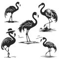 Set of Silhouette of a black flamingo bird, drawn on a white background. isolated vector. Royalty Free Stock Photo