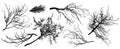 Set of silhouette of branch trees. Vector illustration. Fir tree, chestnut, oak, linden and etc