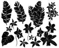 Set of silhouette of flowers and palm leaves Royalty Free Stock Photo