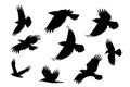 Set of silhouette flying raven bird with no leg.