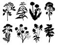 Set of silhouette by herbs and flowers, hand drawn sketch. Medicinal and tea herbs silhouettes. Black silhouettes of