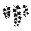 Set of silhouette ivy branch. Hand drawn illustration converted to vector