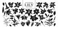 Set of silhouette lily in 27 styles. Cute hand drawn flower vector illustration in white outline and black plane.