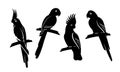 Set of silhouette parrot.