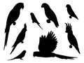 Set of silhouette parrots Royalty Free Stock Photo