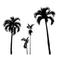 Set of silhouette realistic palm tree, nature illustration