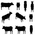 Set with silhouettes of a cow in different positions isolated on a white background. Vector illustration Royalty Free Stock Photo