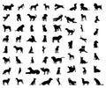 Set of silhouettes of different cute dog breeds isolated on white background