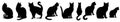 Set of silhouettes of different poses of cats, isolated on a white background Royalty Free Stock Photo