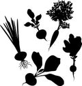 Set of silhouettes of different root vegetables with leaves on white background