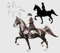 A set of silhouettes of different silhouettes of a woman on a horse, Royalty Free Stock Photo