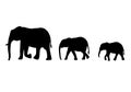 Set of silhouettes of elephants mom and babies isolated on white.