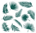 Set of silhouettes of eleven palm branches of leaves