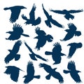 A set of silhouettes of flying crows (15 pieces) Royalty Free Stock Photo