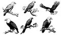 Set of silhouettes of Flying and sitting eagle in black in different poses isolated on a white background. High Detail Royalty Free Stock Photo
