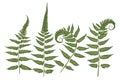 Set of silhouettes of a green forest fern isolated on white back