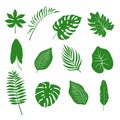 Set of silhouettes of green tropical leaves of monstera plants and palm. Vector illustration isolated on white Royalty Free Stock Photo