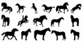 Set of silhouettes of horse breeds isolated on white background Royalty Free Stock Photo